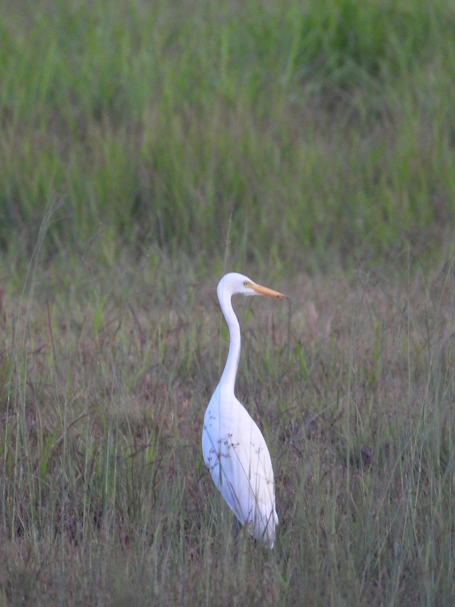 Medium Egret - ML122141981