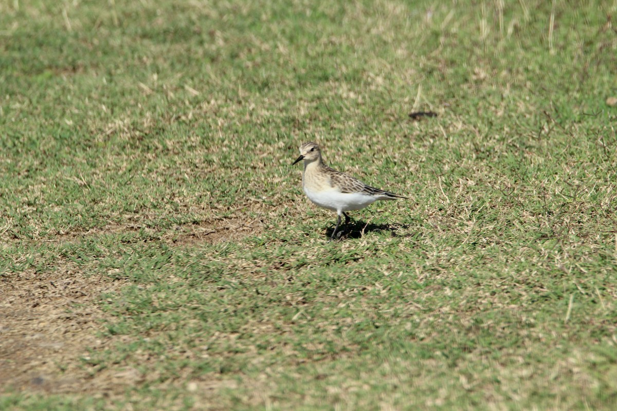 Baird's Sandpiper - ML122142541