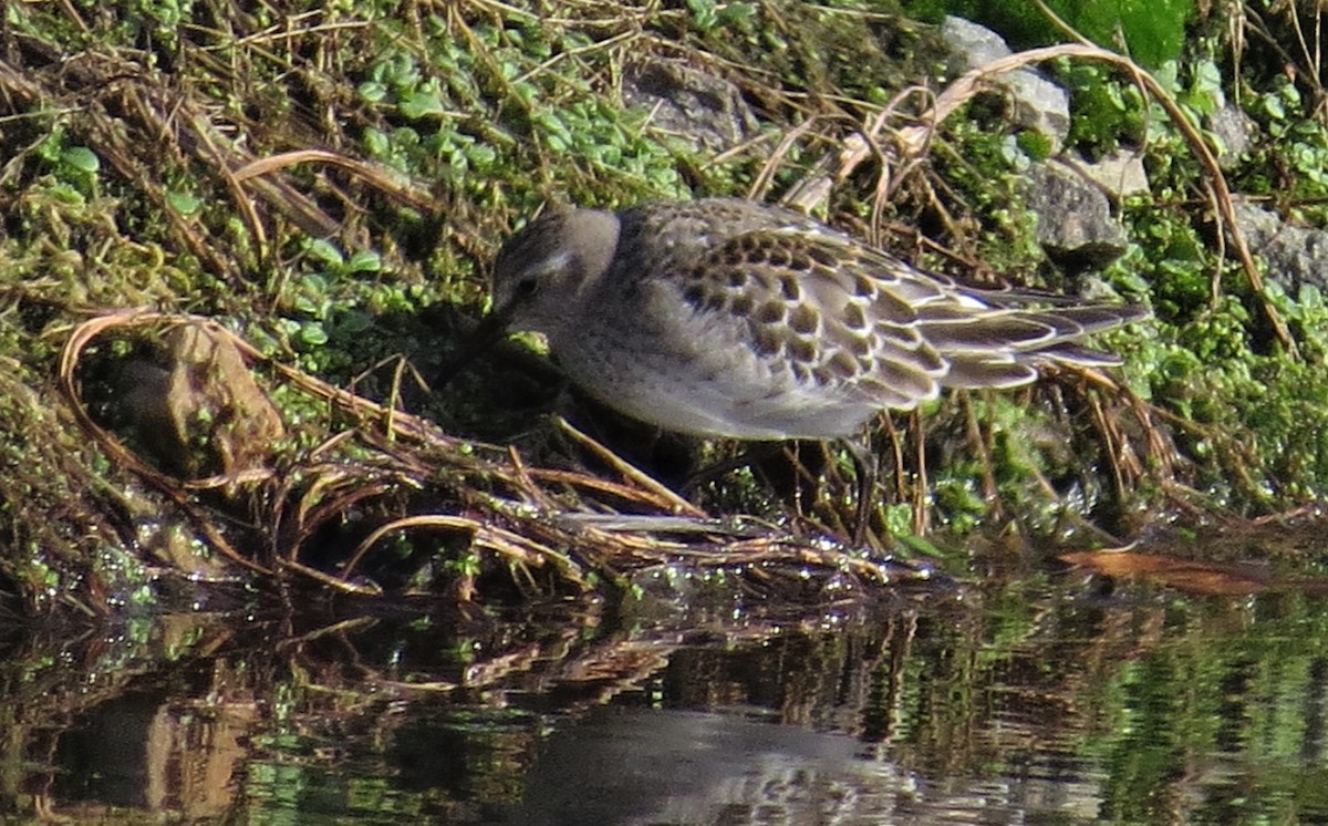 White-rumped Sandpiper - Ken Cox