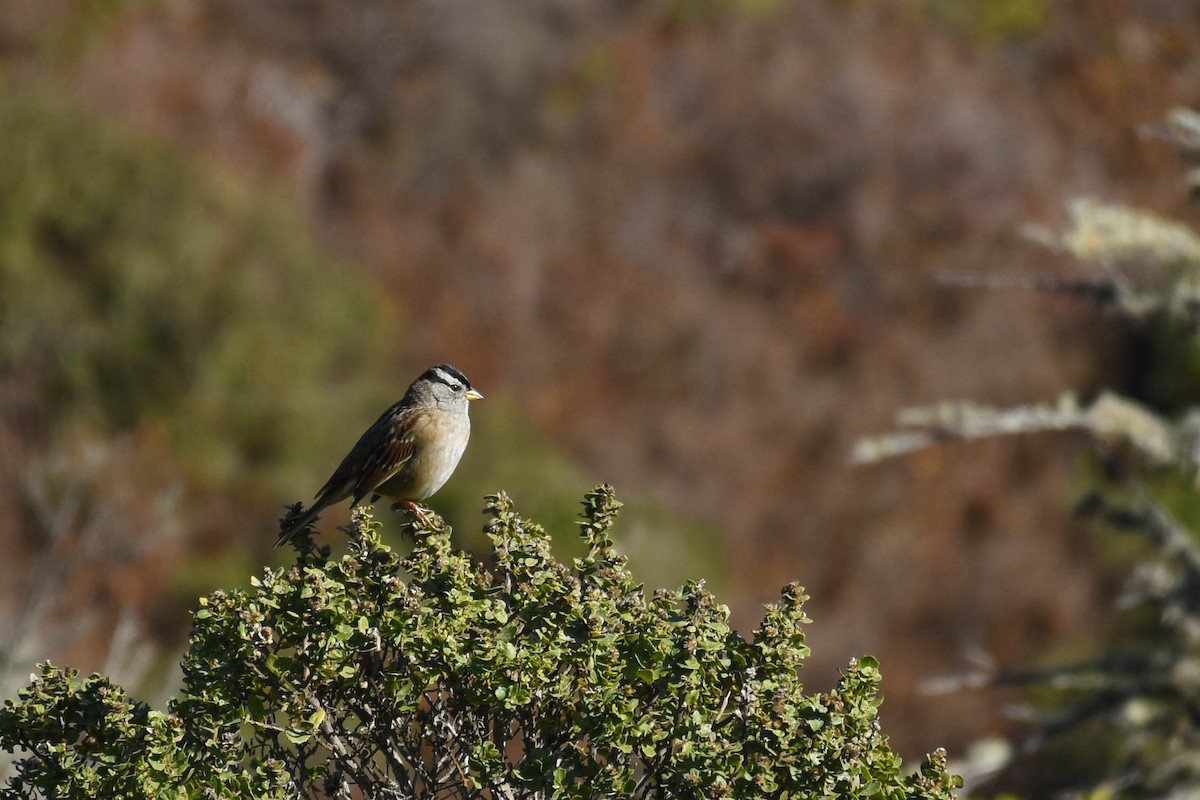 White-crowned Sparrow - ML122146031