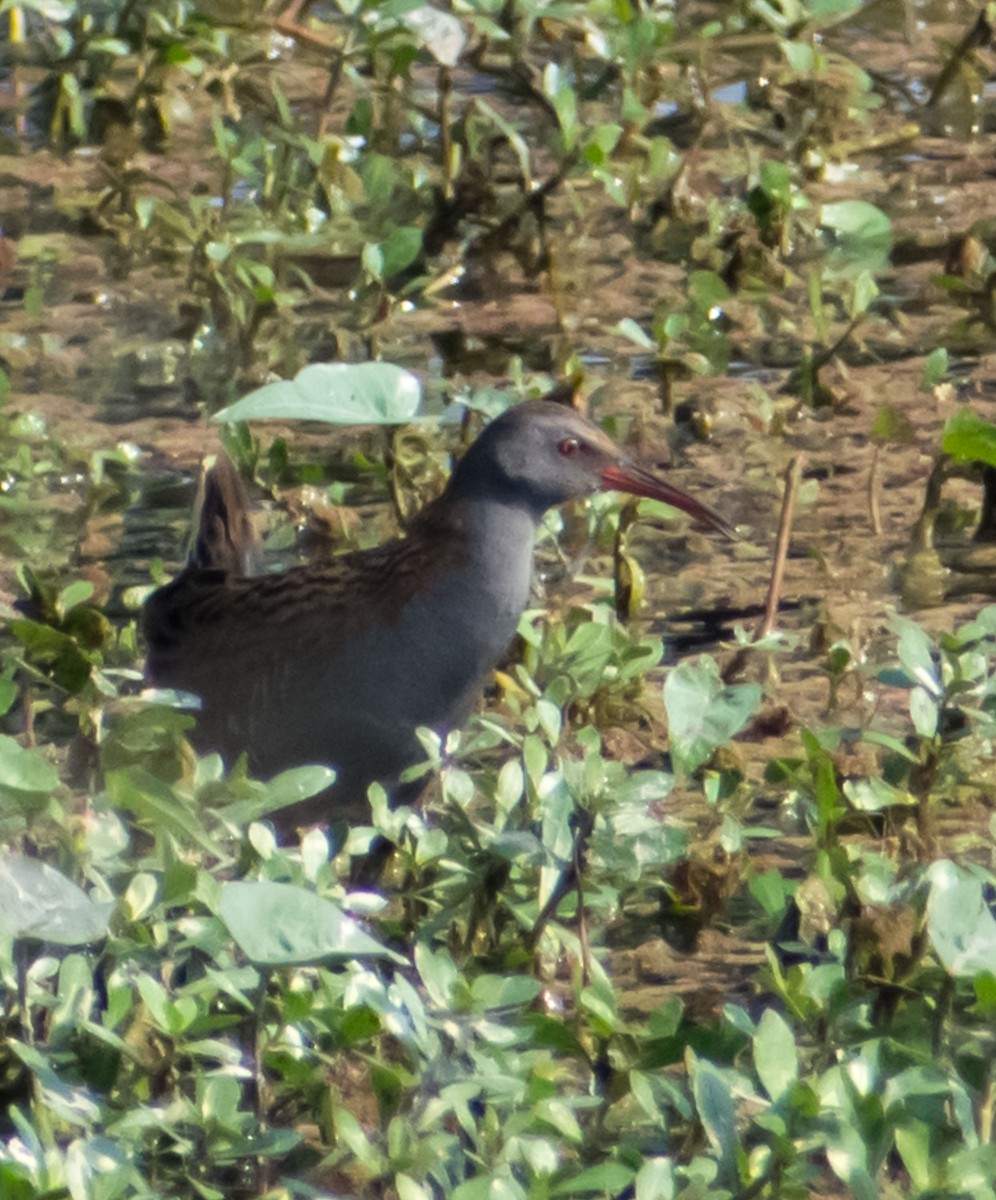 Water Rail - ML122146101