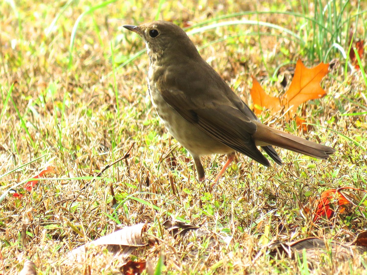 Hermit Thrush - ML122146641