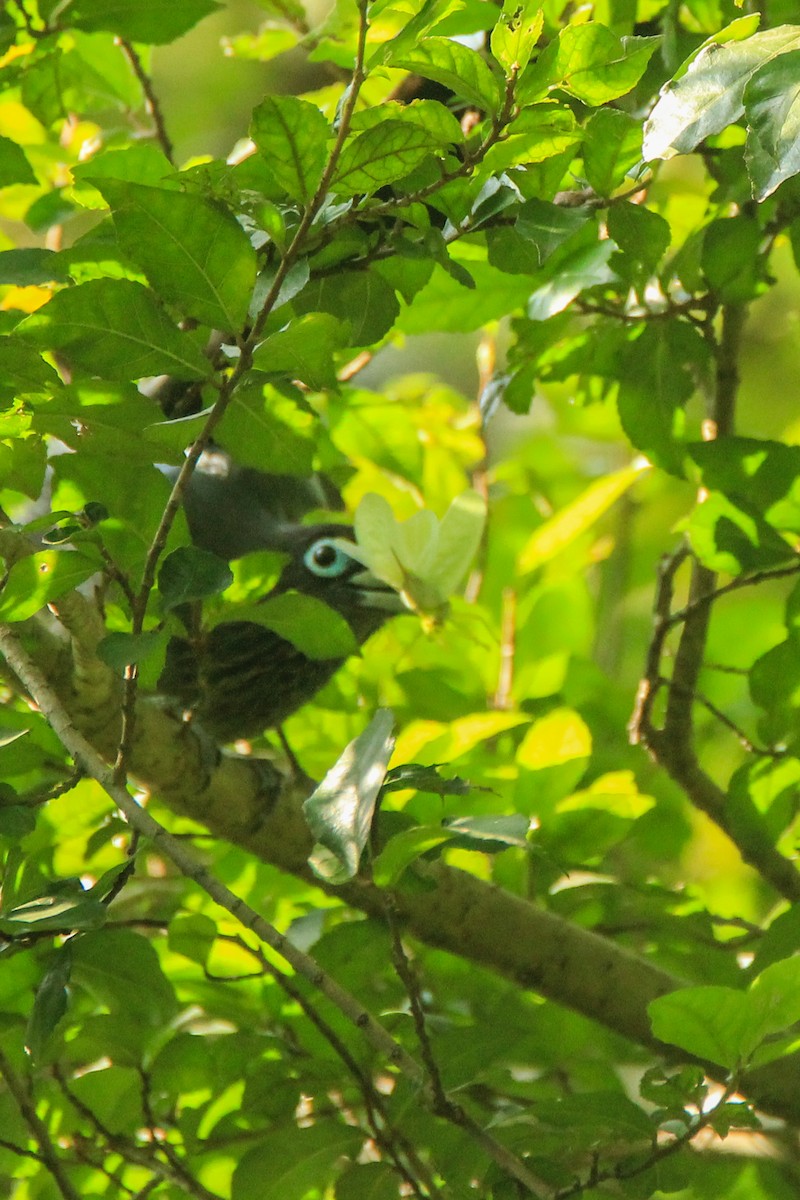 Blue-faced Malkoha - Vivek Sudhakaran