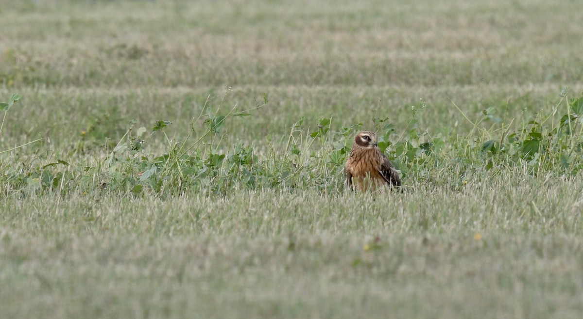 Northern Harrier - ML122151311