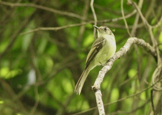 Yellow-olive Flatbill - ML122151971