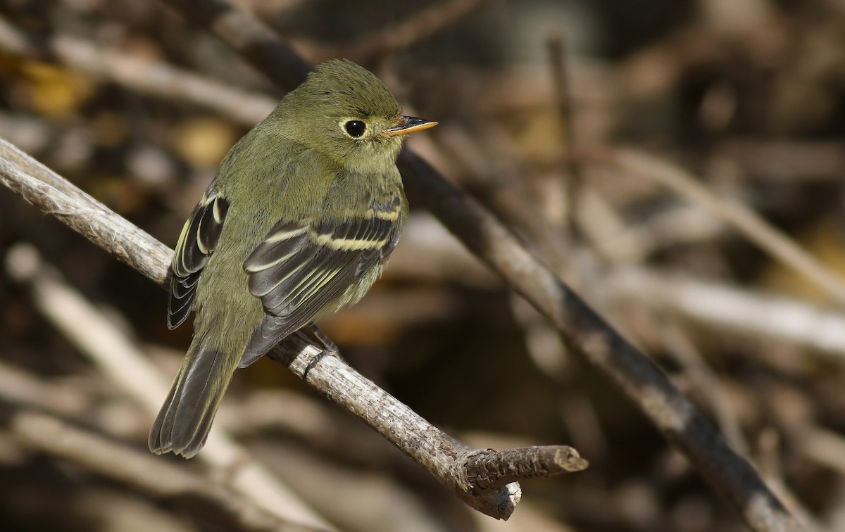 Yellow-bellied Flycatcher - Jeremiah Trimble