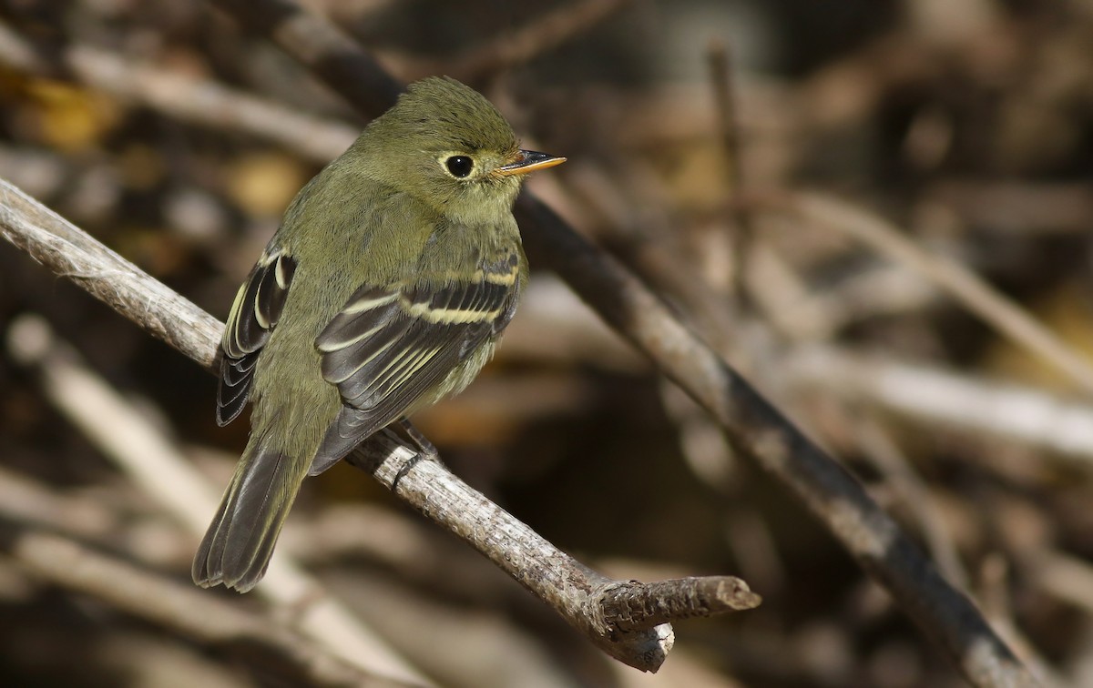 Yellow-bellied Flycatcher - ML122152151