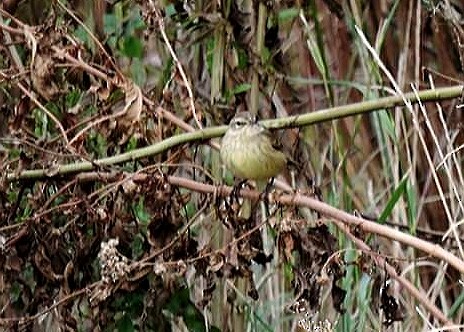 Palm Warbler - ML122154141