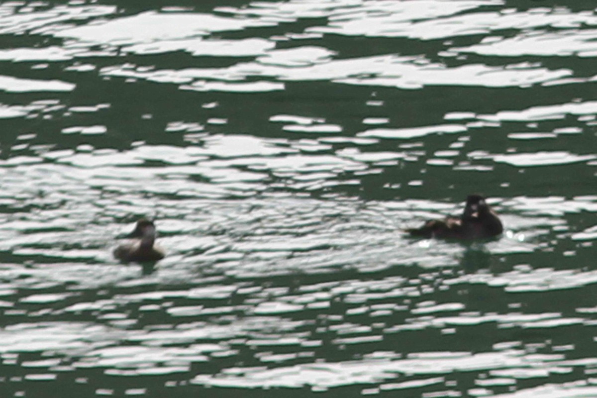 Black Scoter - David Vander Pluym