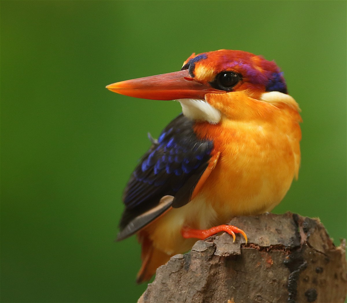 Black-backed Dwarf-Kingfisher - Savio Fonseca (www.avocet-peregrine.com)