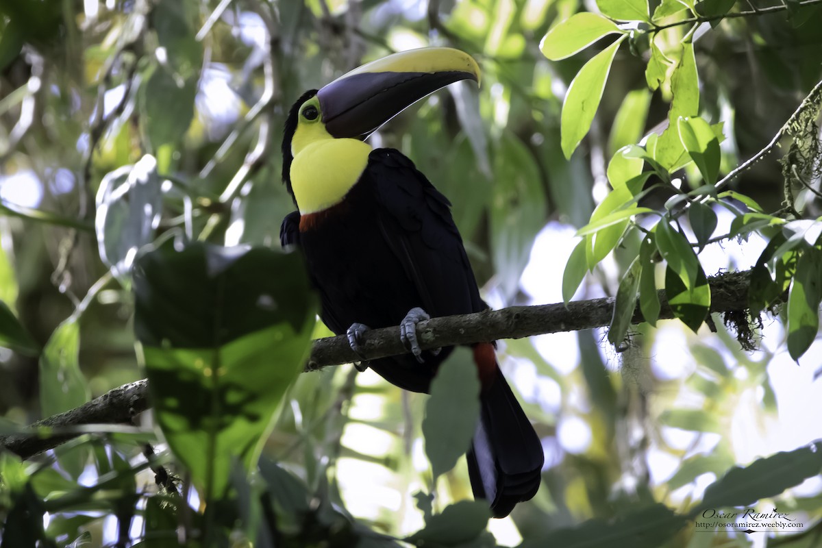 Yellow-throated Toucan - ML122154331