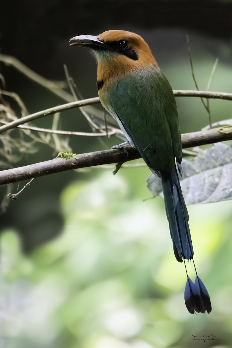 Broad-billed Motmot - Oscar Ramirez Alan