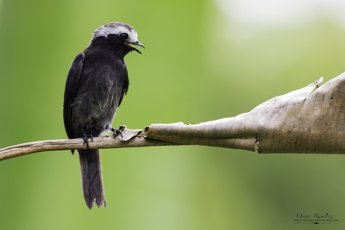 Long-tailed Tyrant - Oscar Ramirez Alan