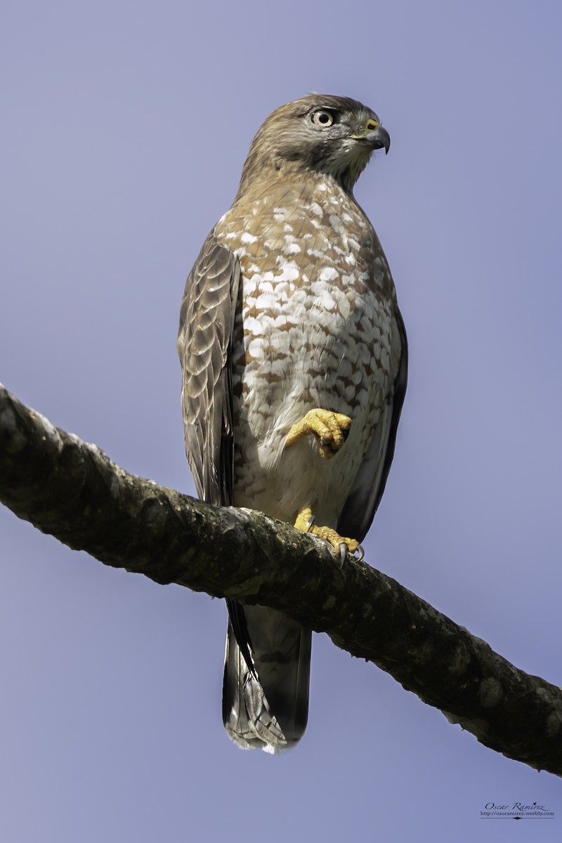 Broad-winged Hawk - ML122155161