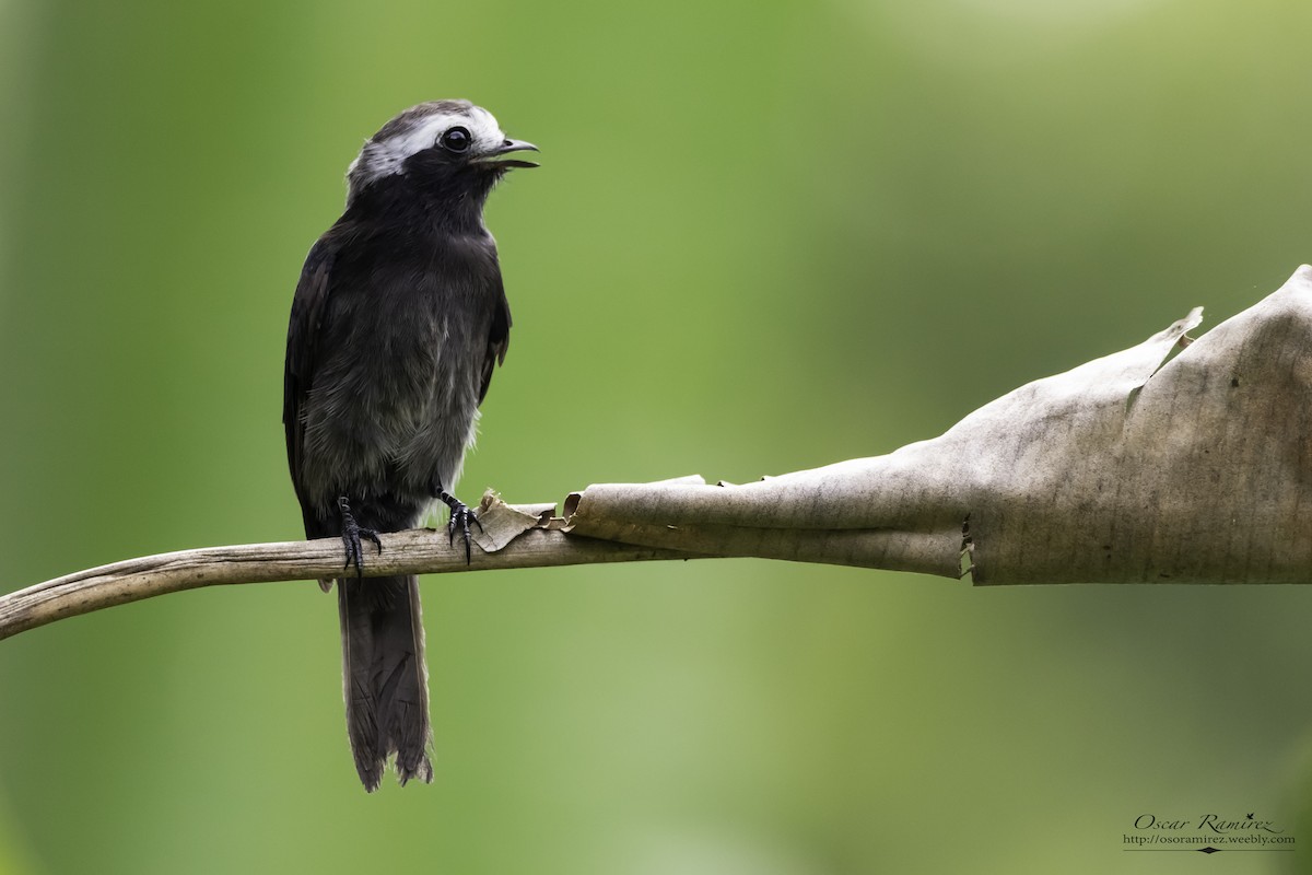 Long-tailed Tyrant - ML122155171