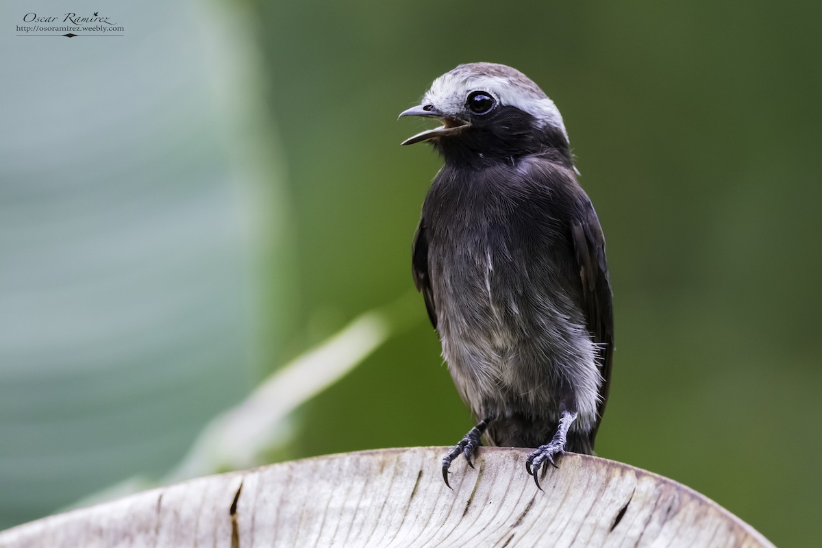 Long-tailed Tyrant - ML122155191