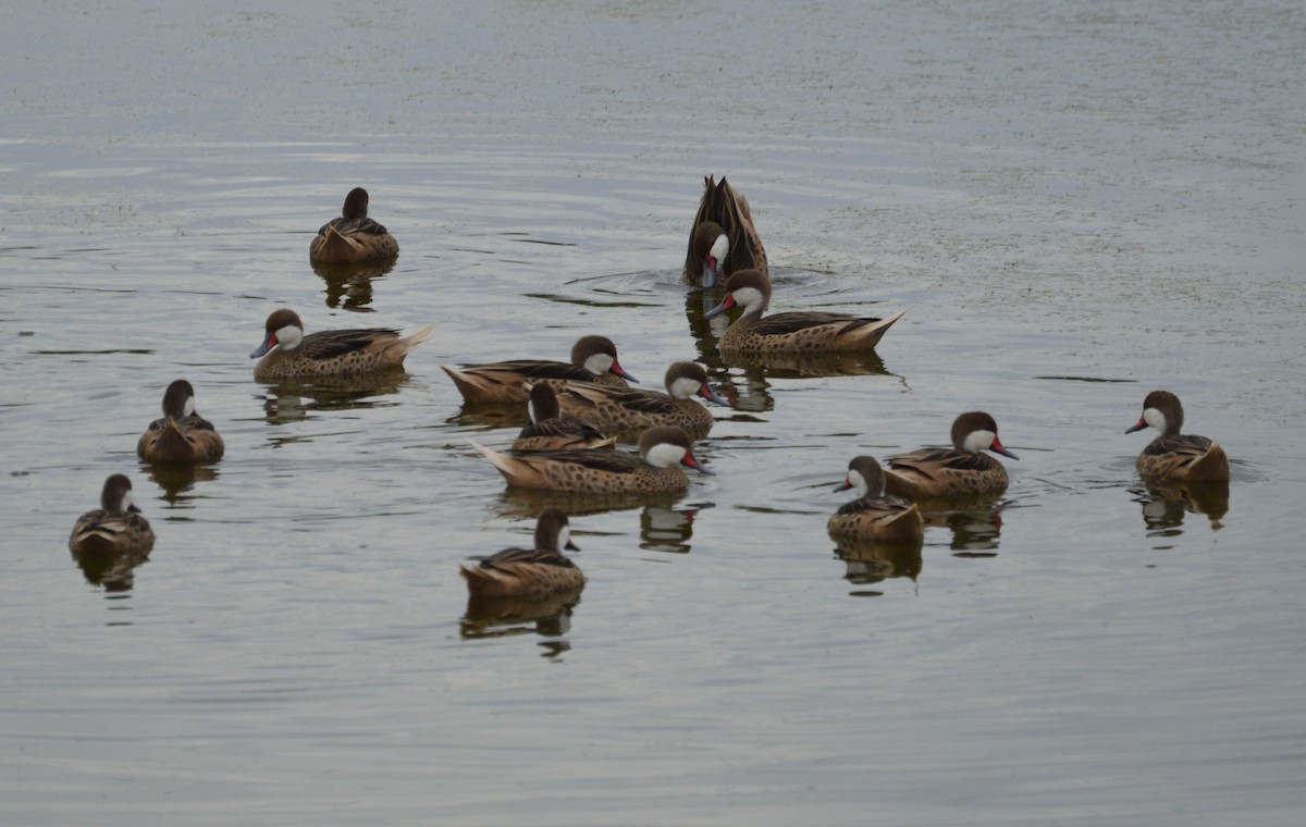 White-cheeked Pintail - libicni Rivero