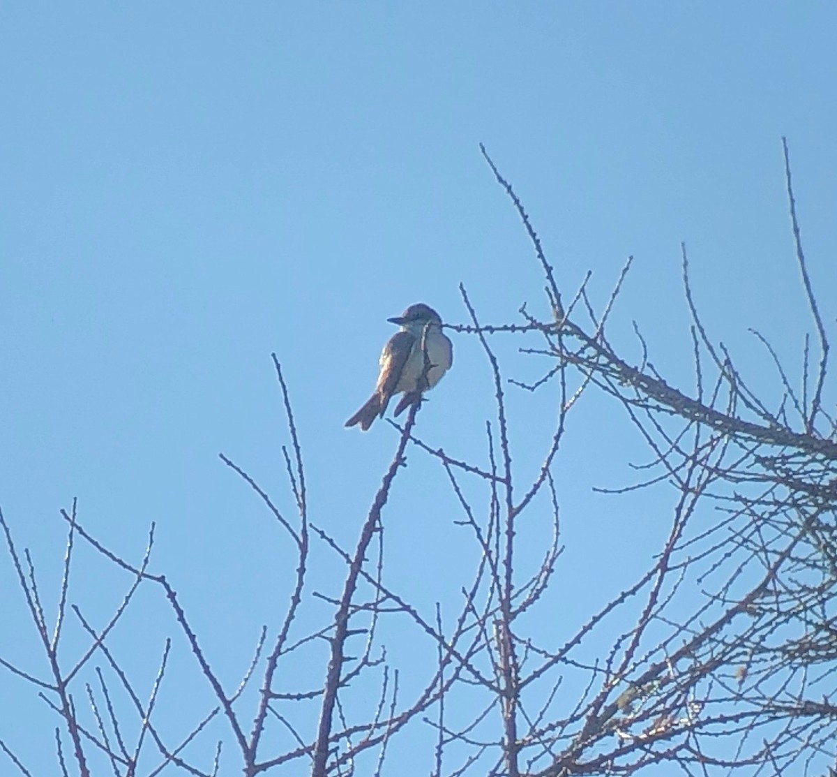 Gray Kingbird - ML122155621