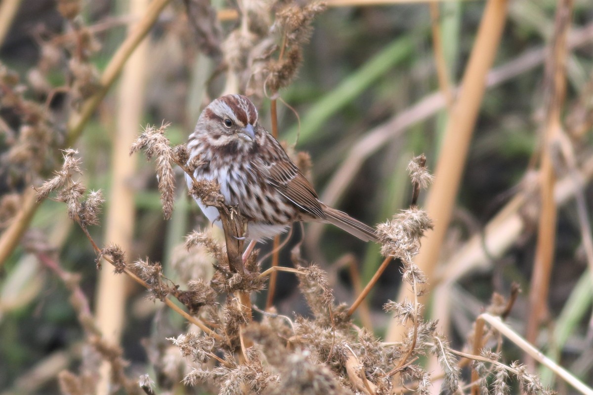 Song Sparrow - ML122156391