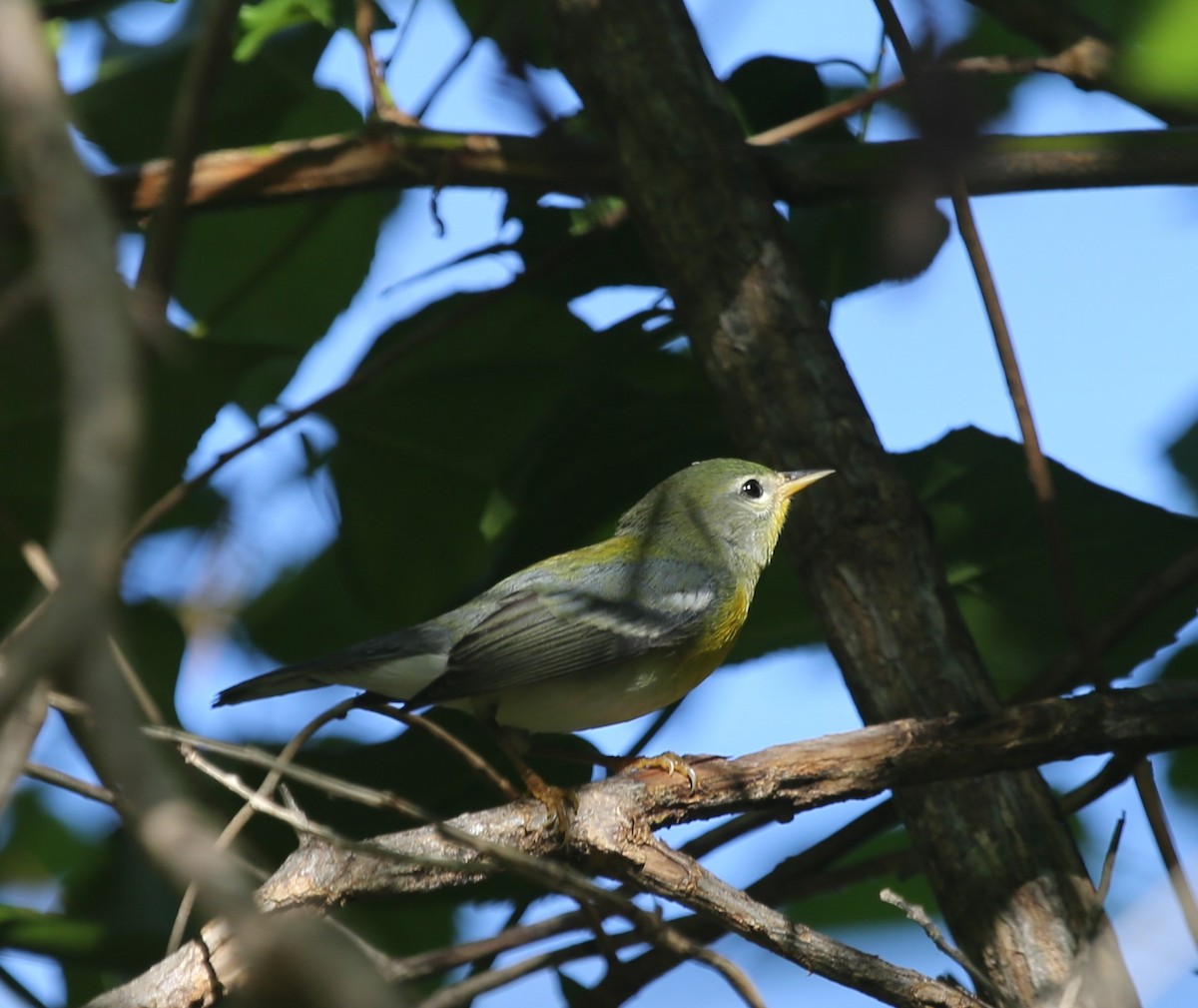 Northern Parula - Ceri James