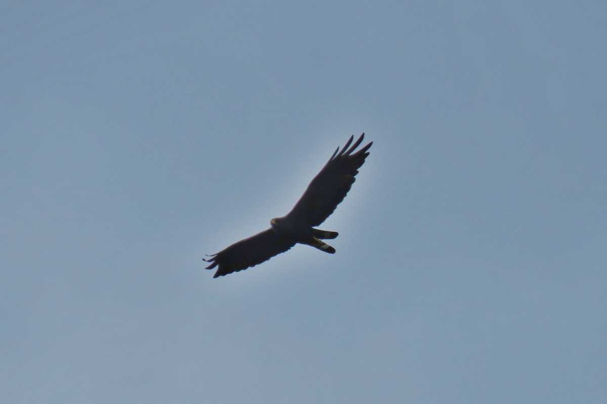 Zone-tailed Hawk - ML122156931