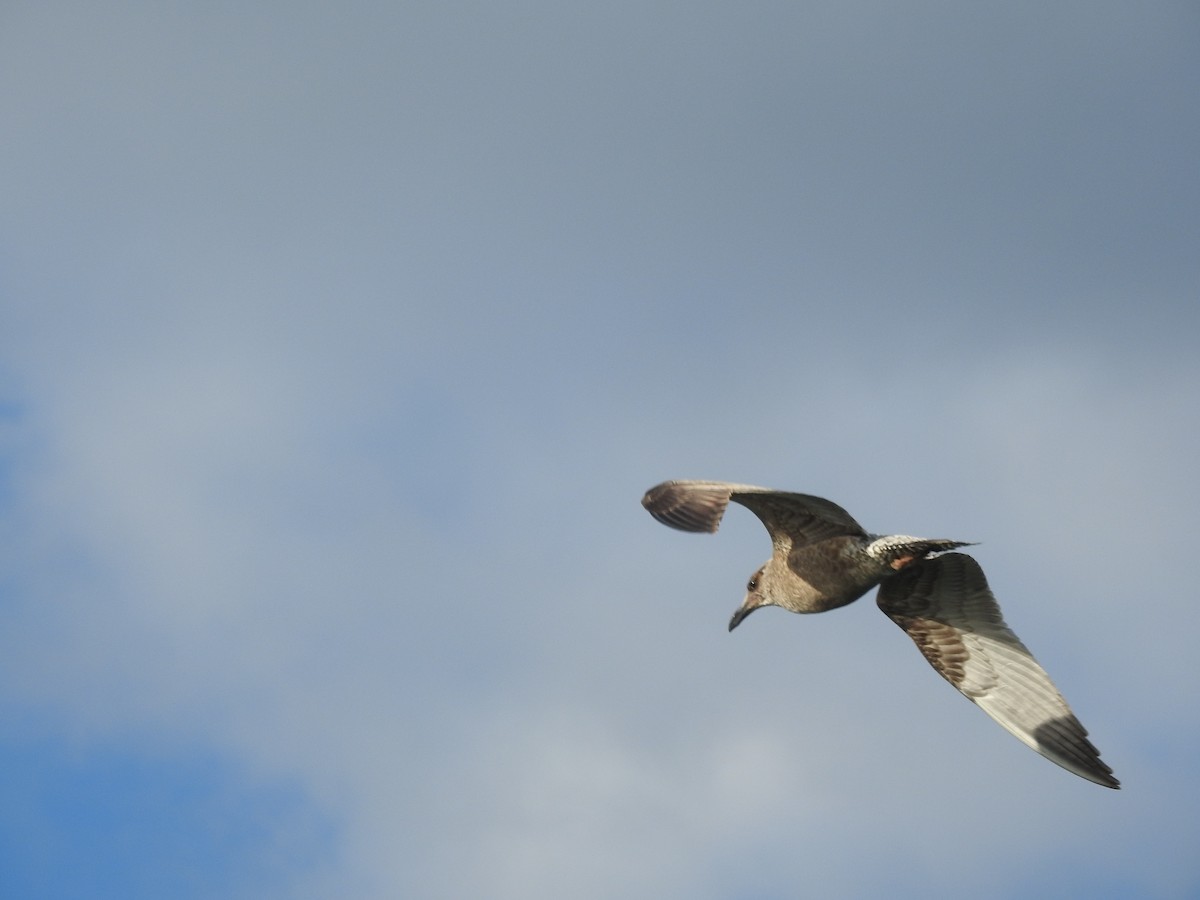 Herring Gull - Ayyappan N