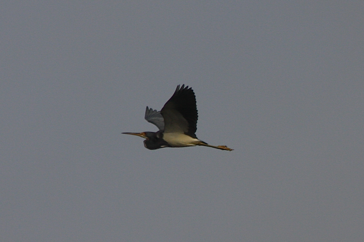 Tricolored Heron - ML122157351