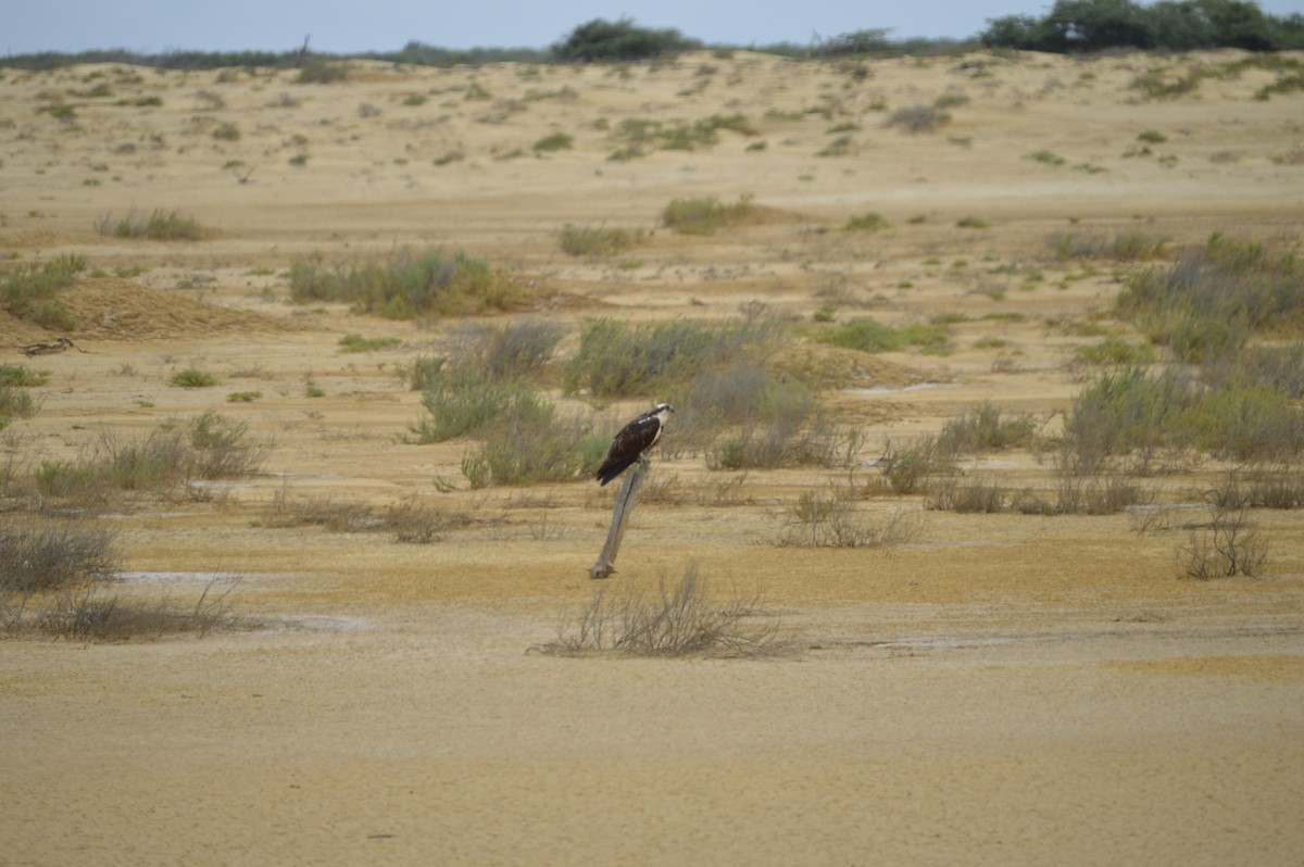 Balbuzard pêcheur - ML122157481