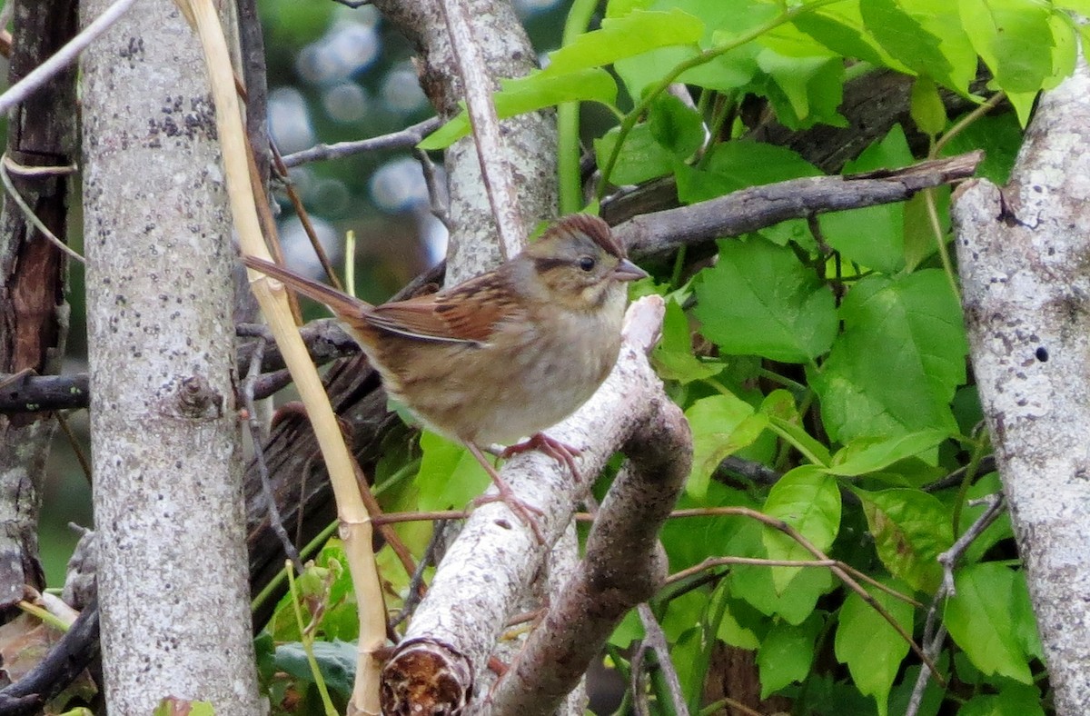 Swamp Sparrow - ML122158781