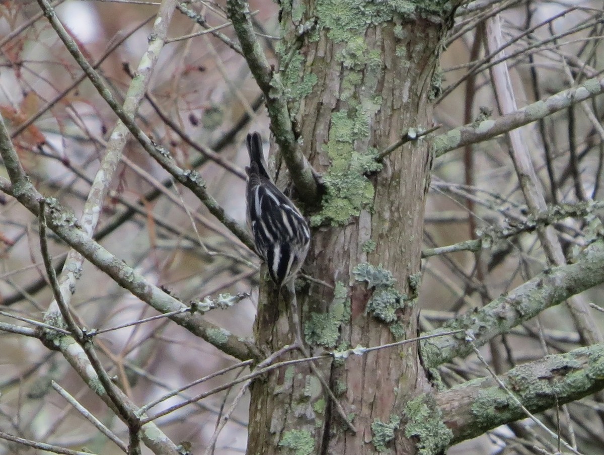 Black-and-white Warbler - ML122158791
