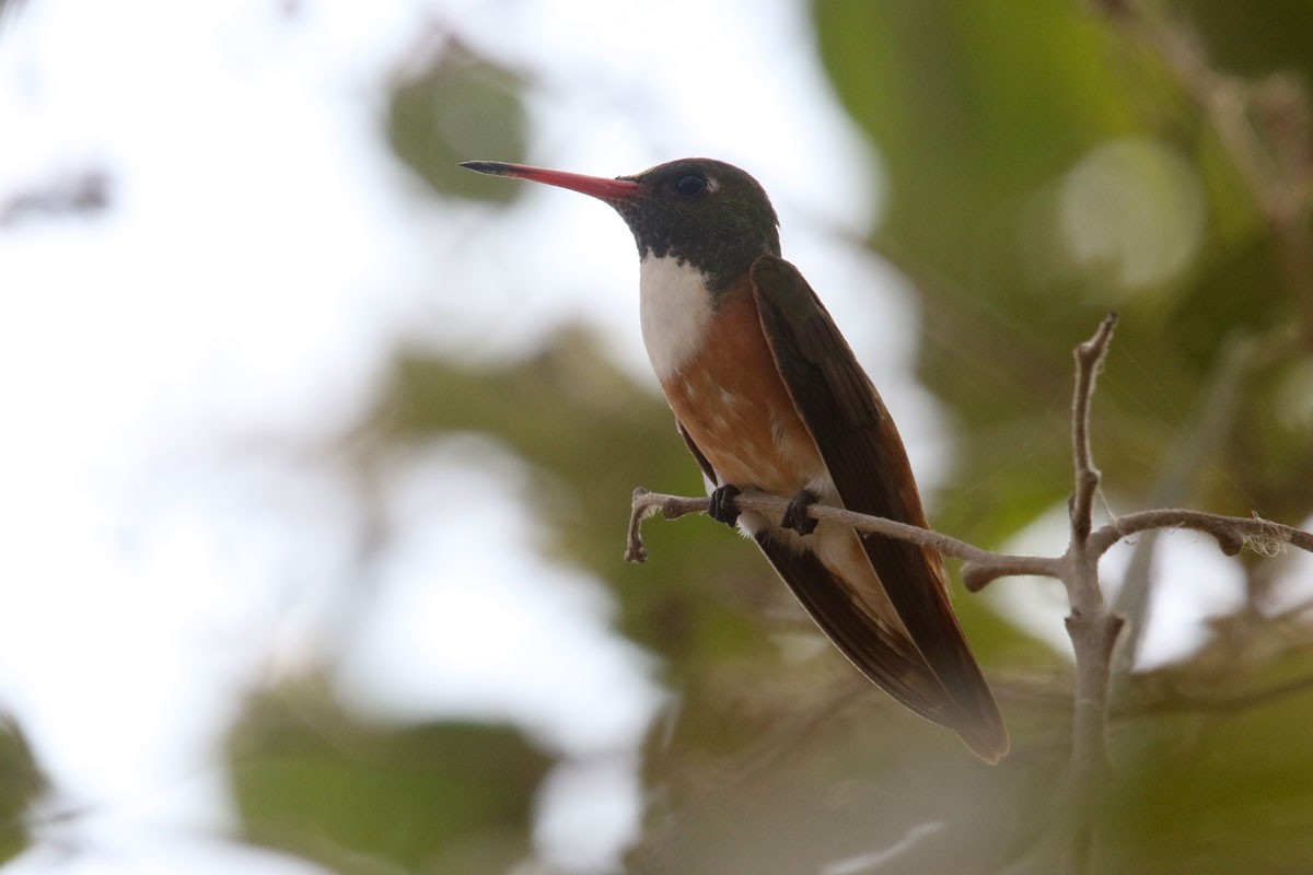 Amazilia Hummingbird - ML122161971