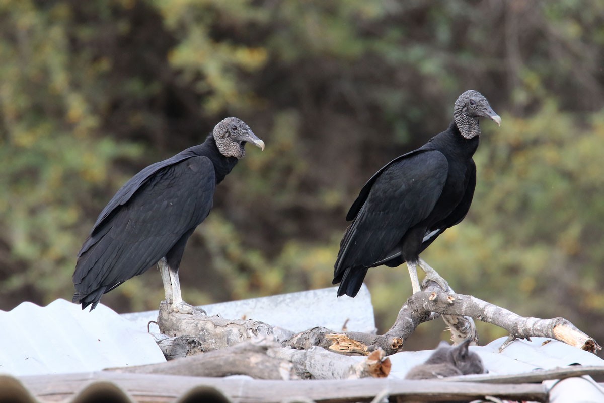 Black Vulture - ML122161991