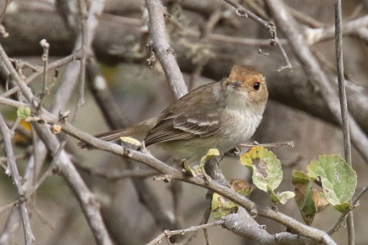 Fulvous-faced Scrub-Tyrant - ML122162111