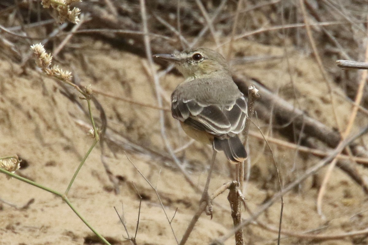 Short-tailed Field Tyrant - ML122162281