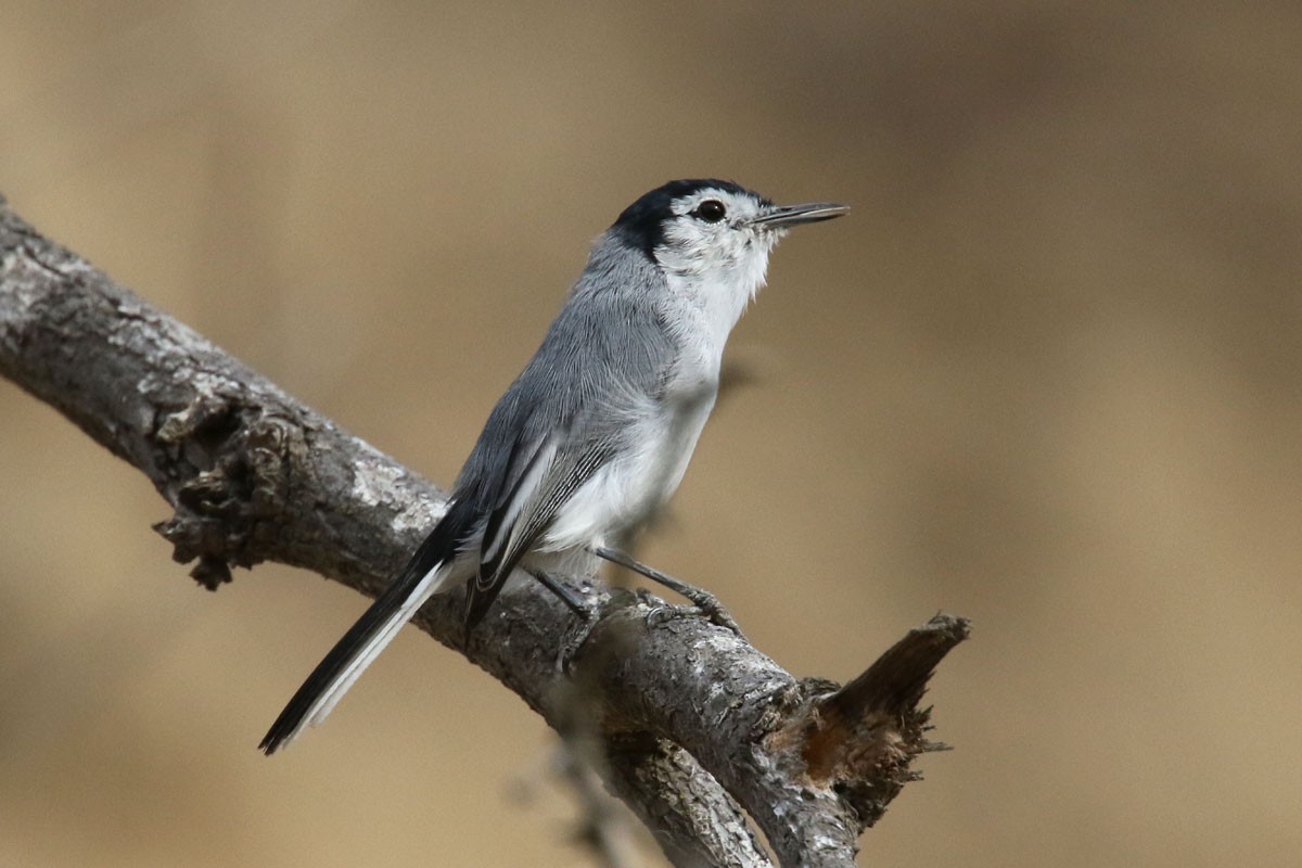 White-browed Gnatcatcher - ML122162341