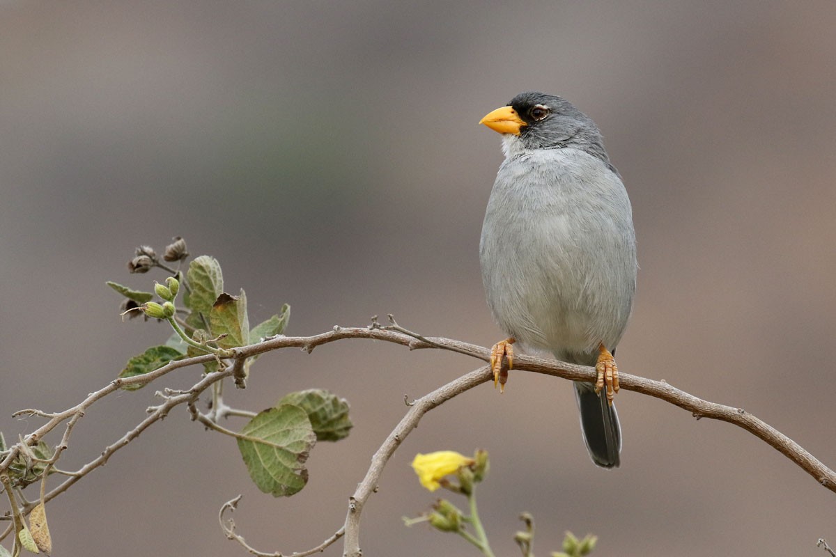 Cinereous Finch - ML122162401