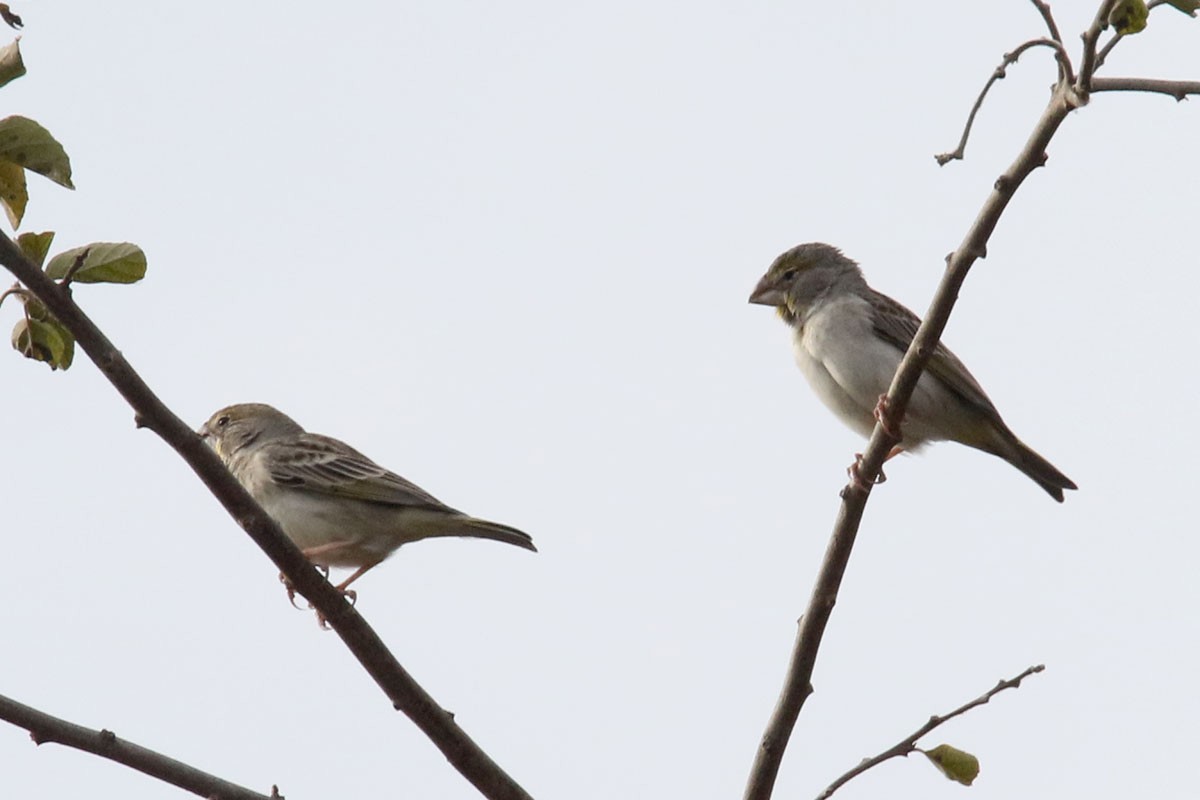 Sulphur-throated Finch - ML122162431