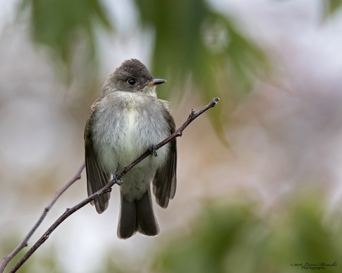 Eastern Wood-Pewee - Lorri Howski 🦋