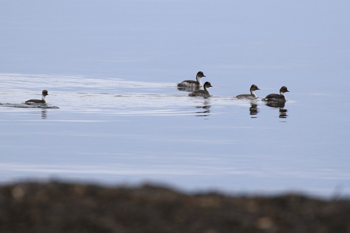 Silvery Grebe - ML122164581