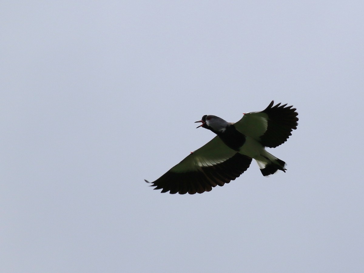 Southern Lapwing - ML122164611