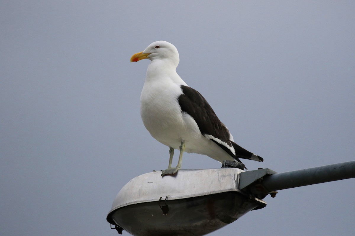 Kelp Gull - ML122164731