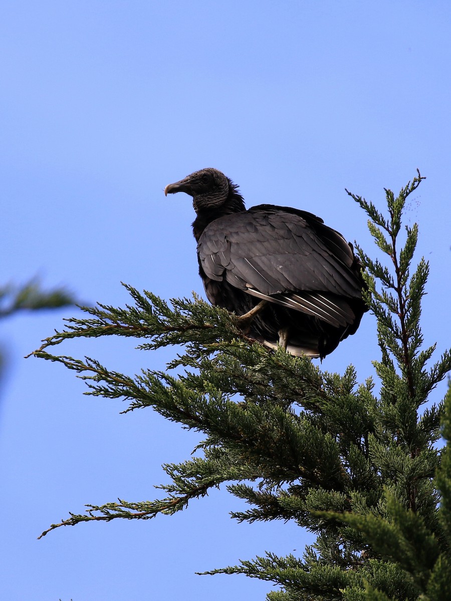 Black Vulture - ML122164781