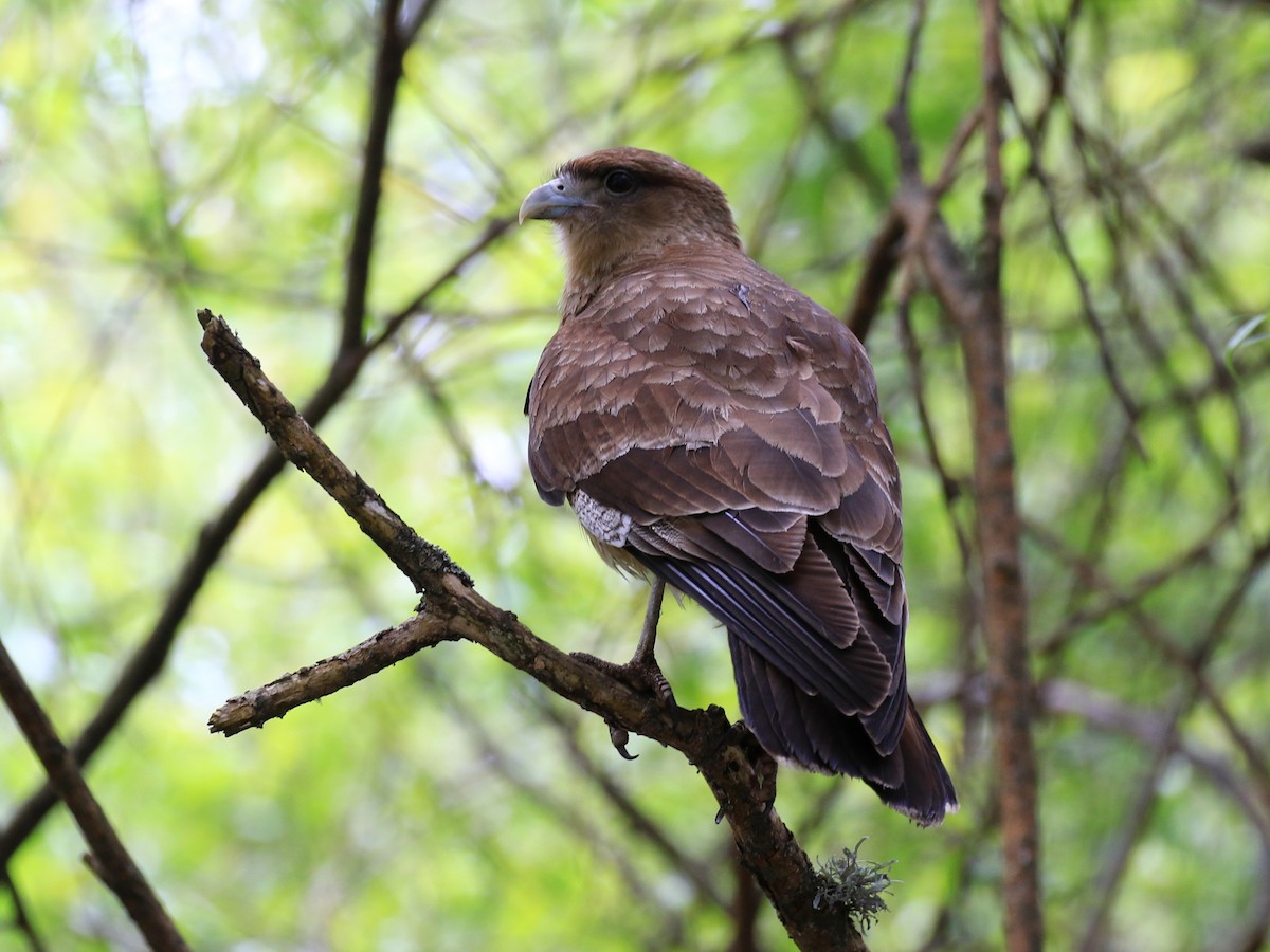 Chimango Caracara - ML122164931