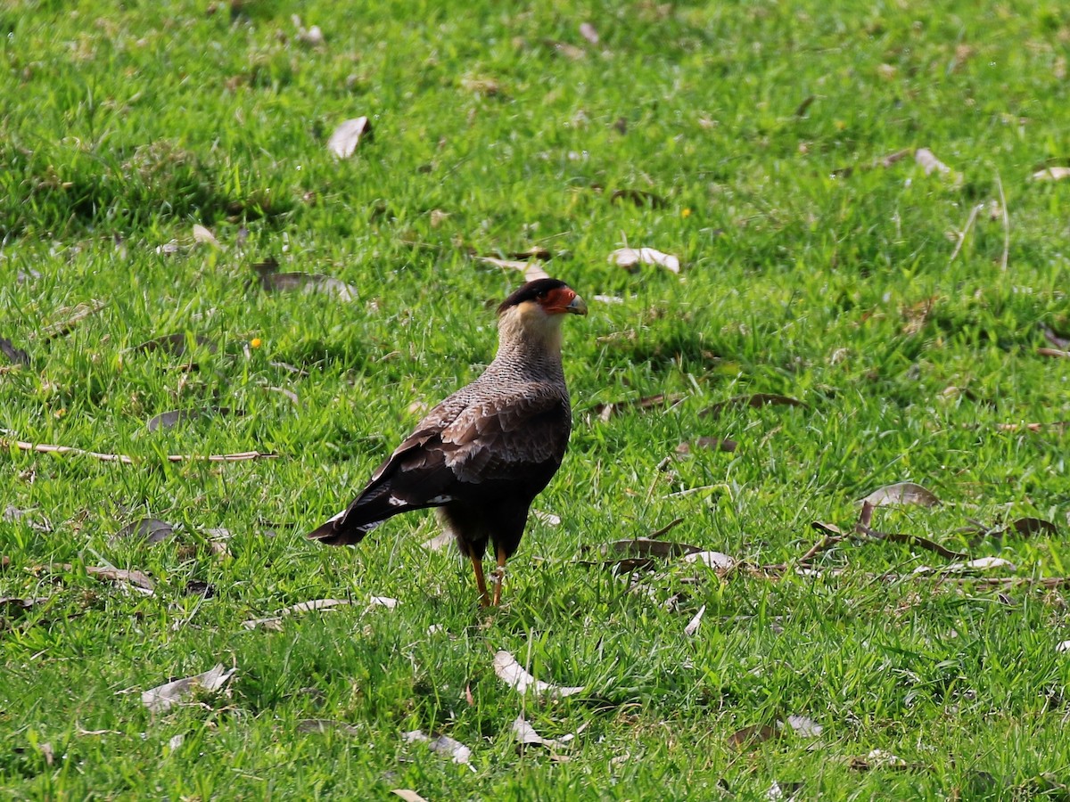 Crested Caracara (Southern) - ML122164951