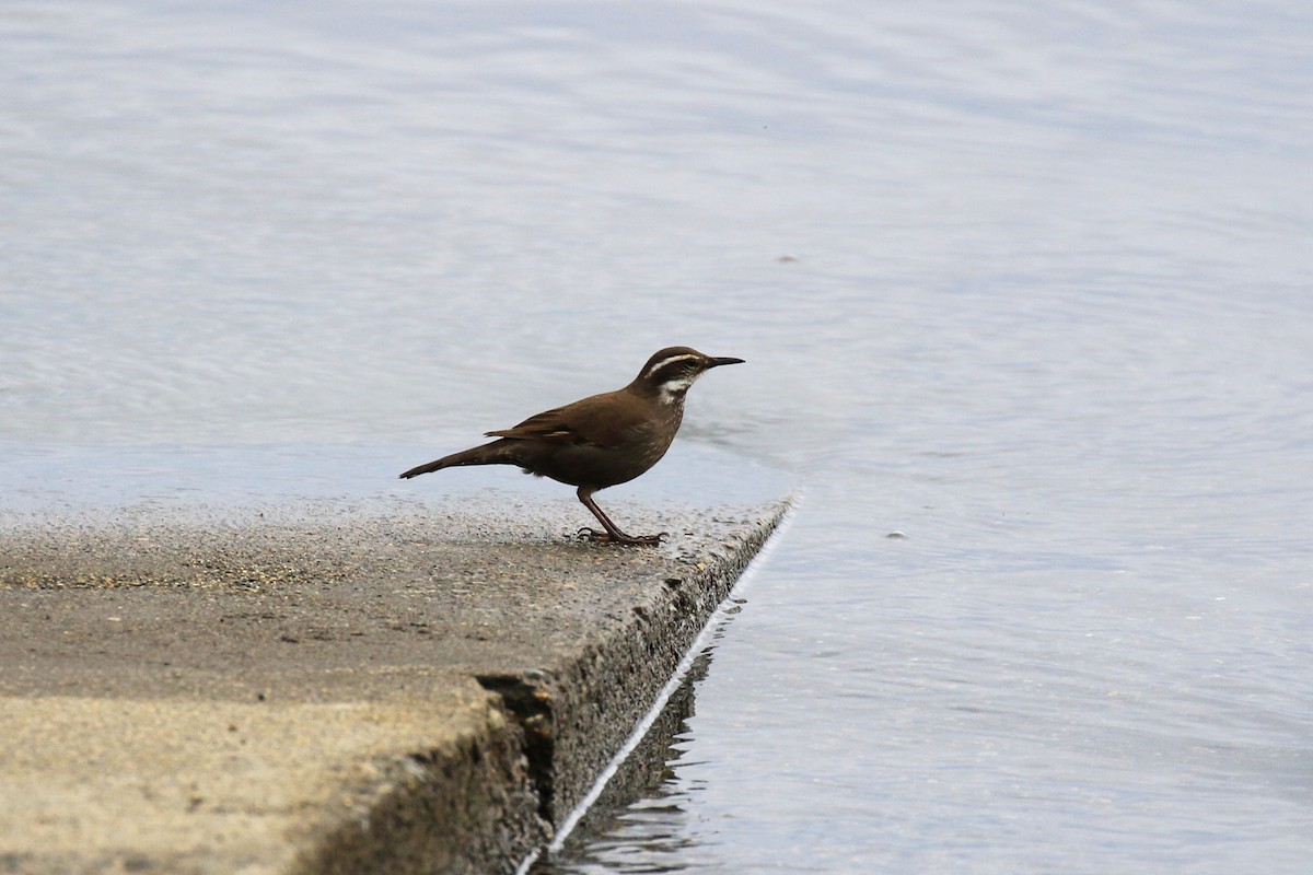 Dark-bellied Cinclodes - ML122164971