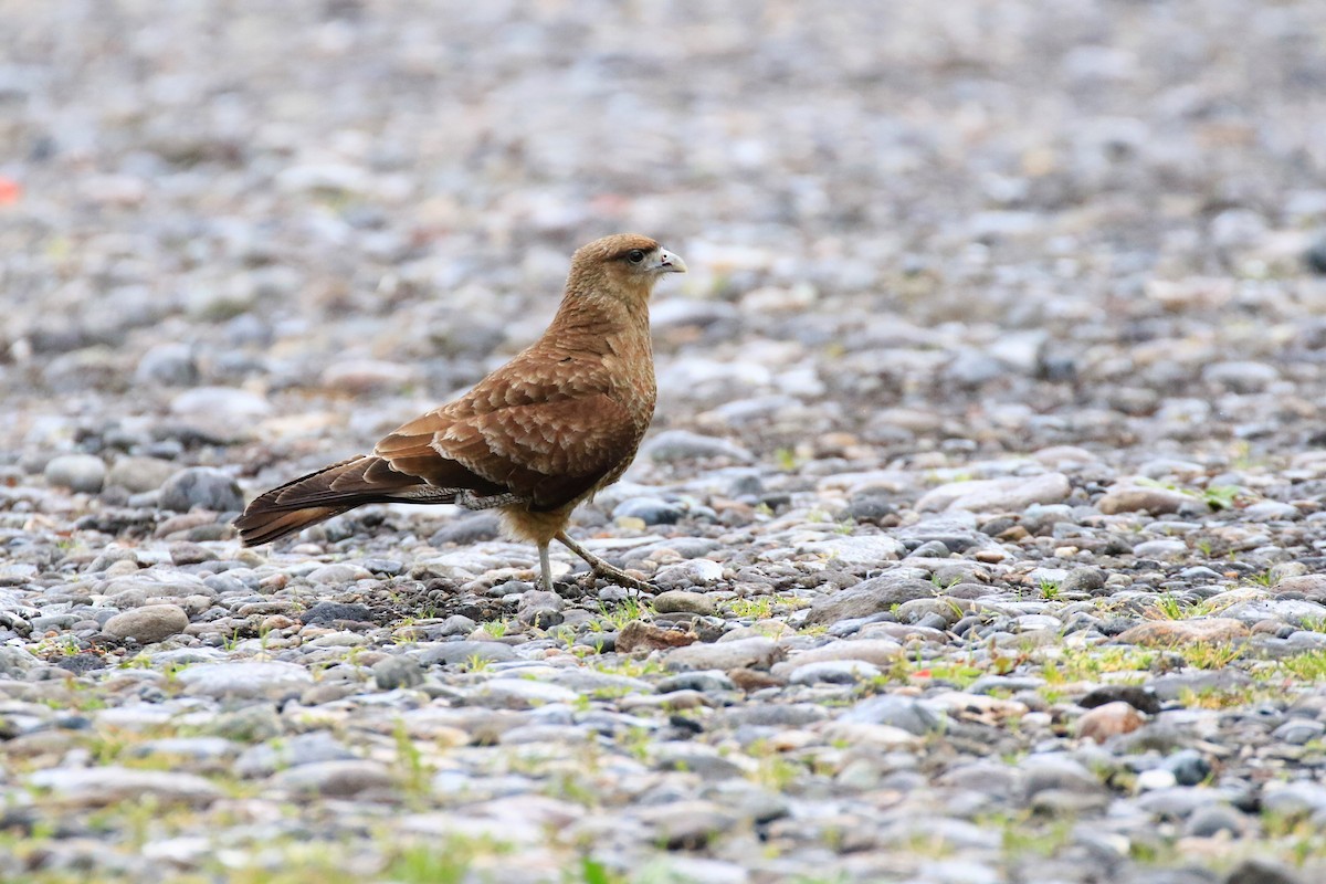 Chimango Caracara - ML122164981