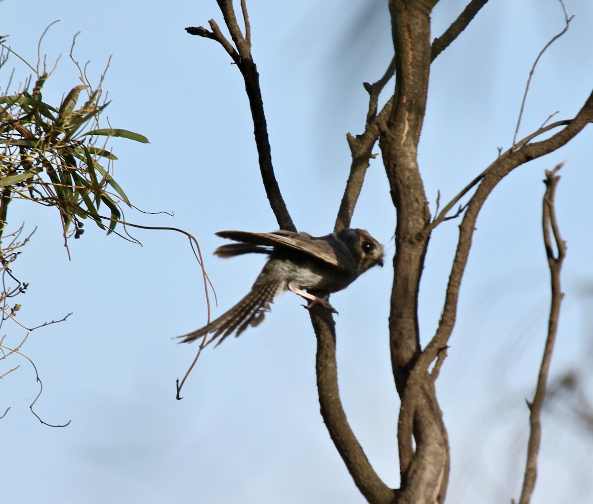 Australian Owlet-nightjar - ML122167151