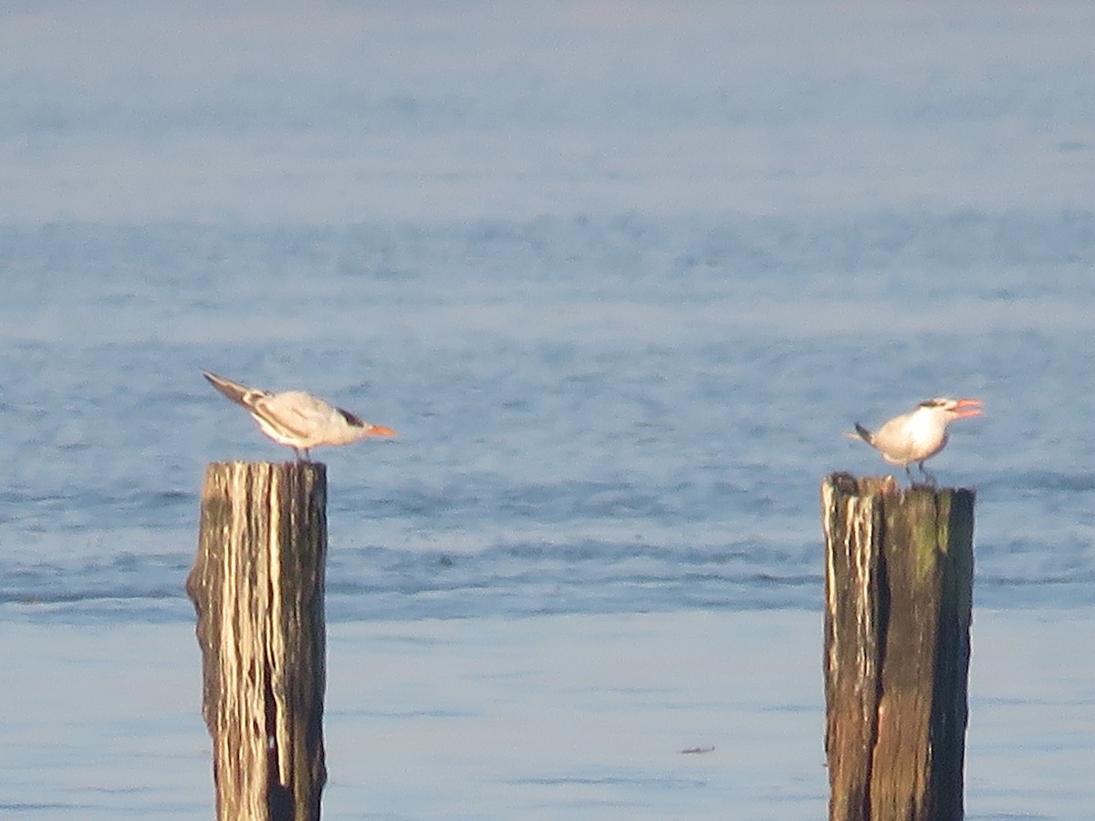 Royal Tern - ML122168171