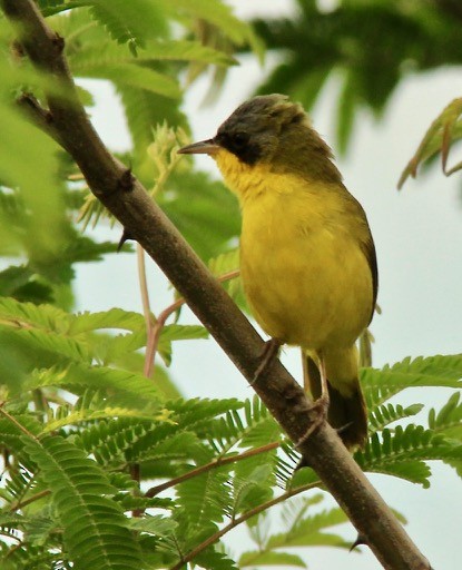 Southern Yellowthroat - Stuart White