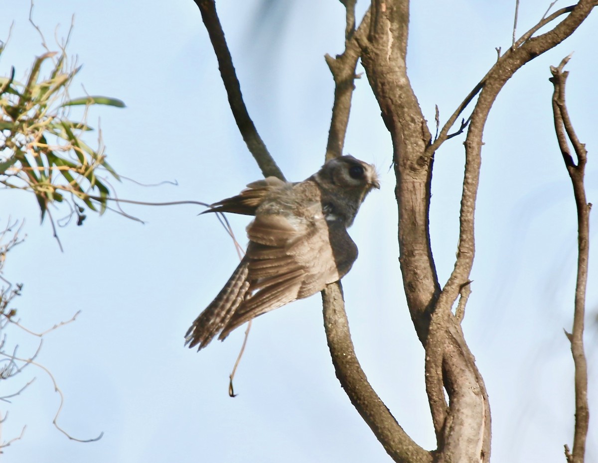 Australian Owlet-nightjar - ML122169131